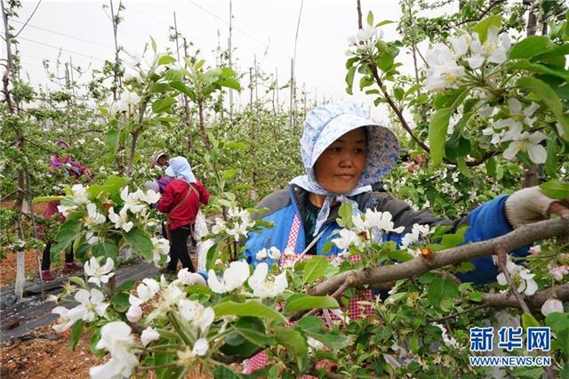 （社会）花开暮春果农忙