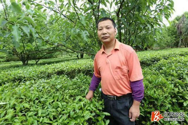 城步一鸣生态观光农业园里油茶水果香