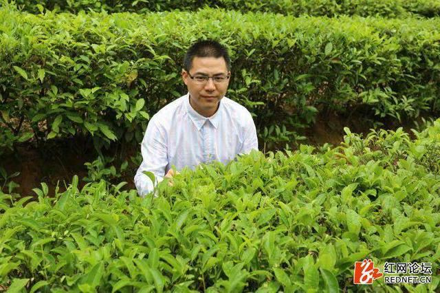 城步一鸣生态观光农业园里油茶水果香