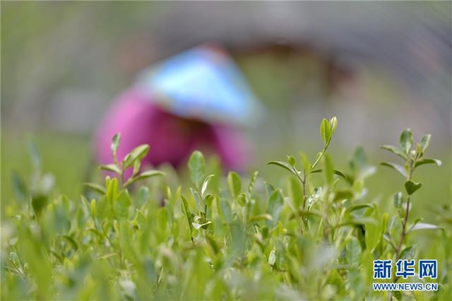 （图片故事）（2）太行深山“养”茶人