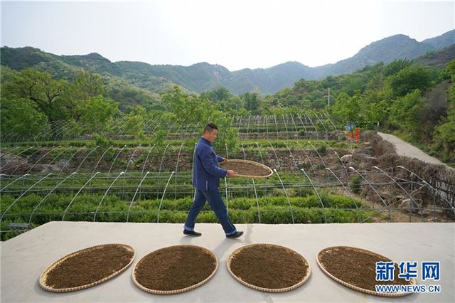 （图片故事）（4）太行深山“养”茶人