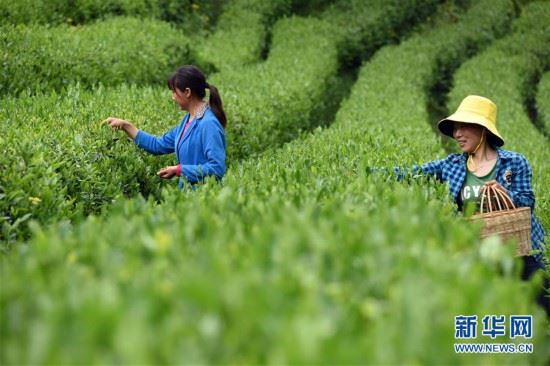 （经济）（1）“陇上江南”采茶忙