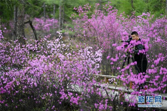 （环境）（2）杜鹃花海迎客来