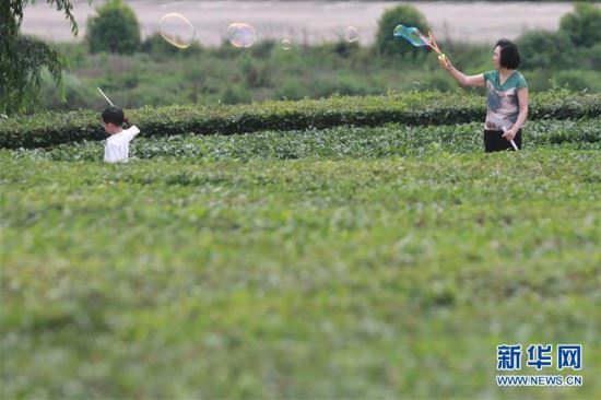 （美丽中国）（3）夏日茶园美