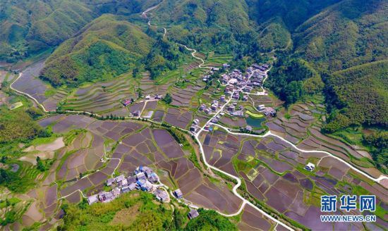 （环境）（2）苗山梯田美如画