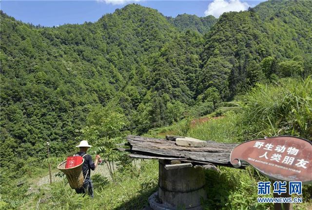 #（图片故事）（13）湖北宣恩：七姊妹山下的“护林人家”