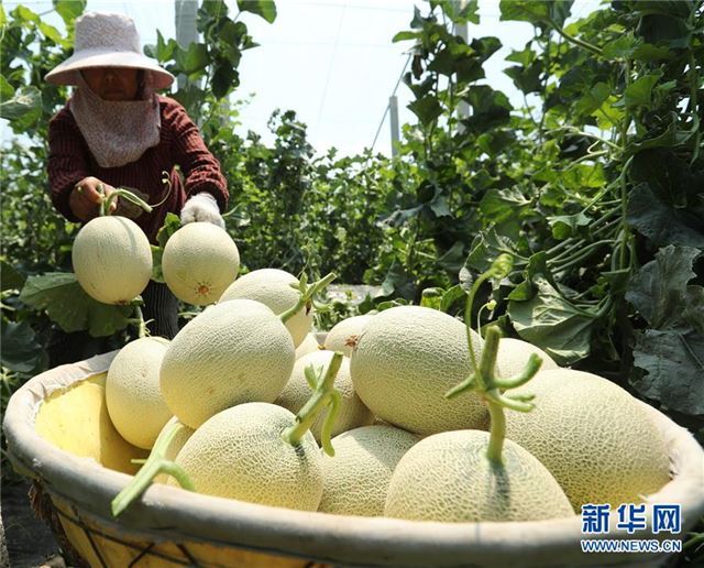 #（经济）（2）夏日瓜果收获忙