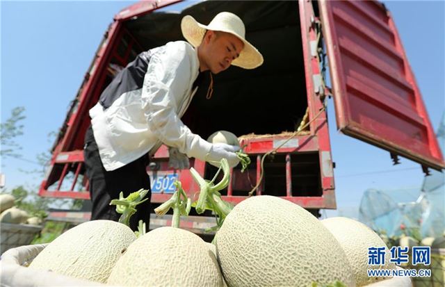 #（经济）（3）夏日瓜果收获忙