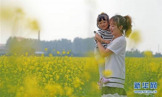 （环境）（1）油菜花海醉游人