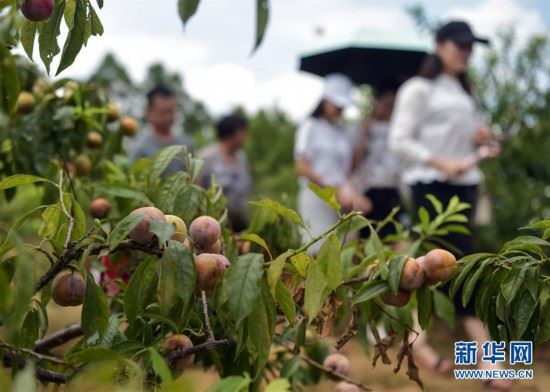 （经济）（3）广西钦州：李子成熟迎客来