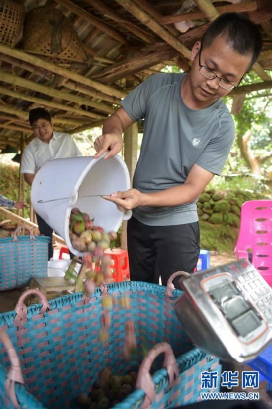 （经济）（4）广西钦州：李子成熟迎客来