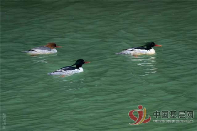 08015194972679534_72.jpg 08015194972679534_72.jpg