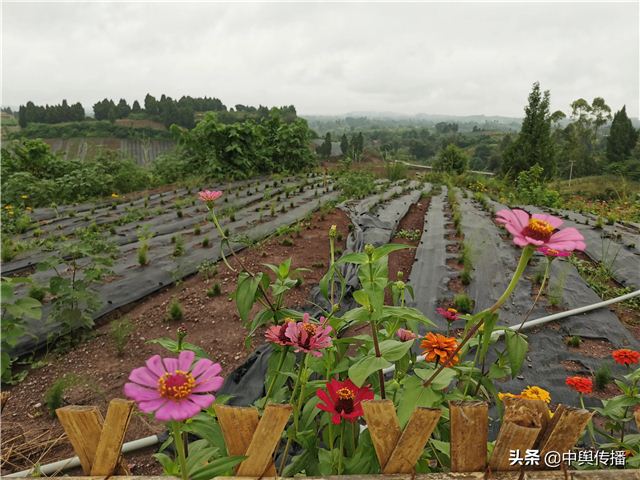 重庆电视台励志情感剧《温度》将在内江市东兴区郭北镇青台村拍摄